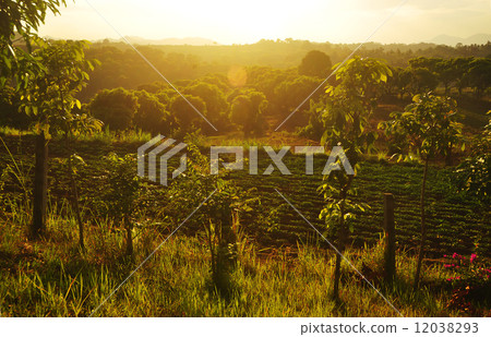Sunset 12038293