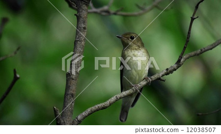 Female Cubic Tataki 1 12038507