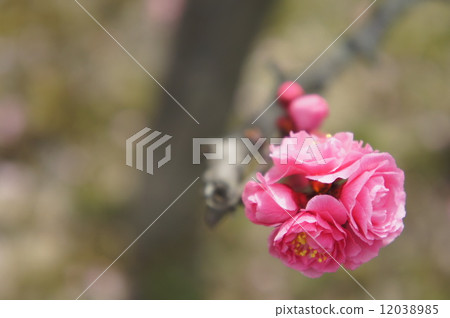 八重寒紅梅 八重寒紅梅 12038985