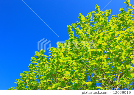 富良野的法國梧桐新鮮綠色在北海道 富良野的法國梧桐新鮮綠色在北海道 12039019