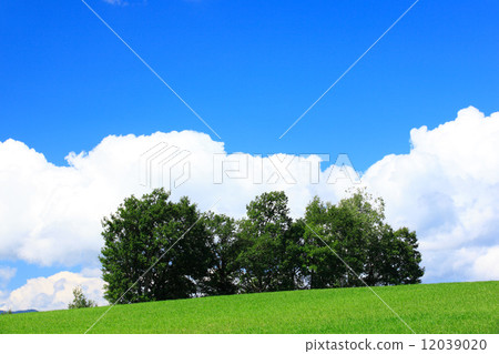 北海道美瑛鎮藍麥田和雜林 12039020