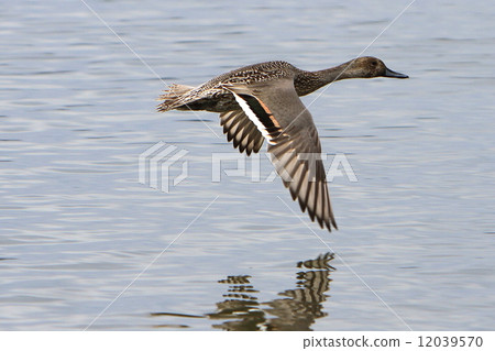 Flight of the nurse 12039570