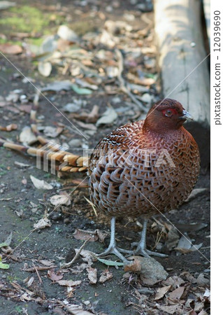 Because it lives in the Kitayama bird mountain area, 12039690