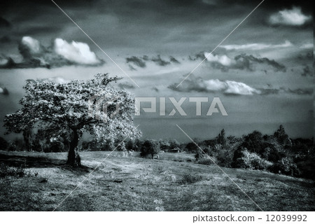 Lone Tree Lone Tree 12039992