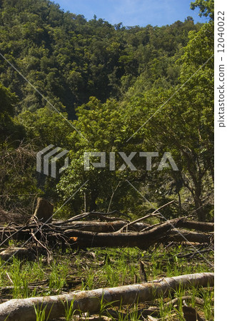 Forest Destruction 12040022