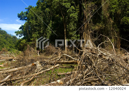 Forest Destruction 12040024