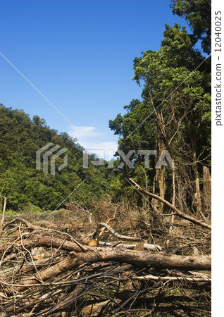 Forest Destruction Forest Destruction 12040025
