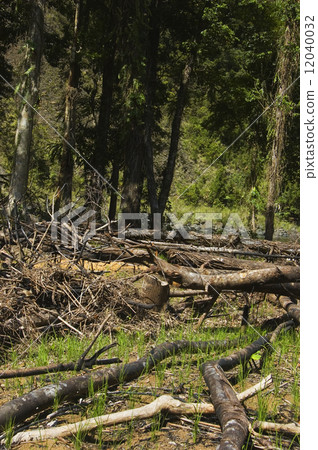 Forest Destruction 12040032