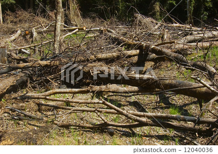 Forest Destruction 12040036