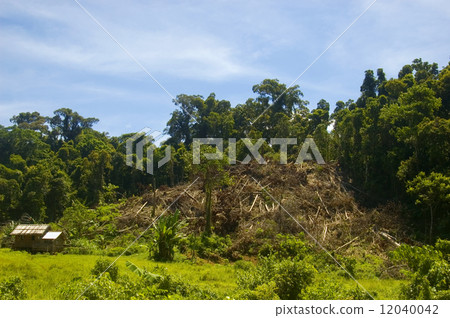 Forest Destruction 12040042