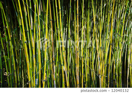 Bamboo Bamboo 12040132