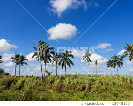 Coconut Trees Coconut Trees 12040133