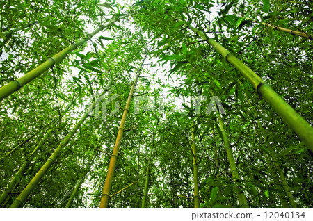 Bamboo Bamboo 12040134