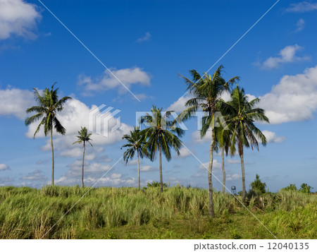 Coconut Trees 12040135