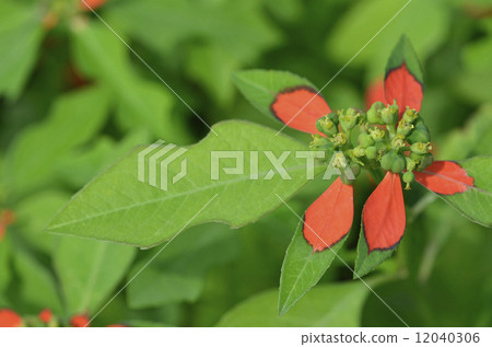 Shoyu saw (grass grass) Shoyu saw (grass grass) 12040306