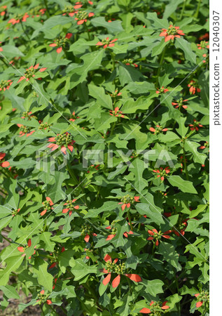 Shoyu saw (grass grass) Shoyu saw (grass grass) 12040307