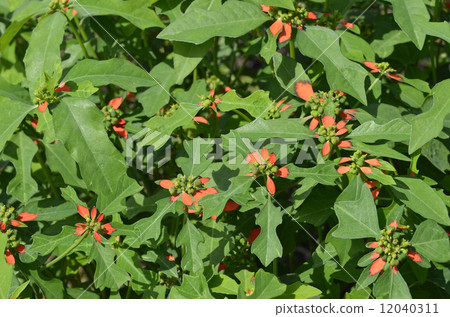 Shoyu saw (grass grass) 12040311