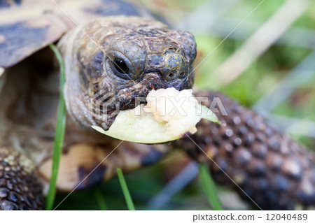 eating tortoise eating tortoise 12040489