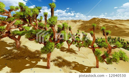 Joshua trees Joshua trees 12040530