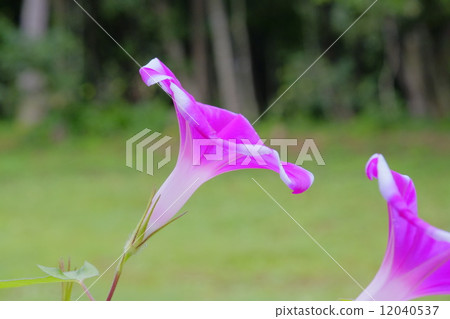 喇叭花 喇叭花 12040537