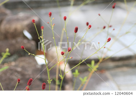 咬一口的花 12040604