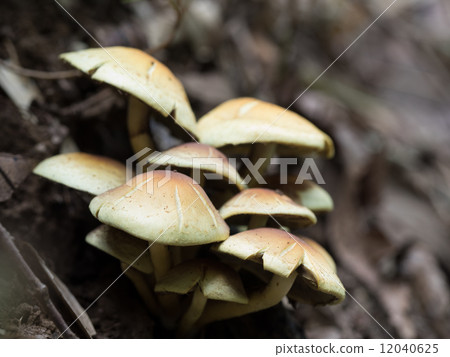 非常有毒的Nigakitake 非常有毒的Nigakitake 12040625