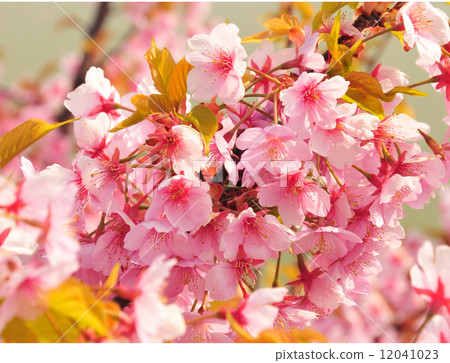 Kawazu cherry tree Kawazu cherry tree 12041023