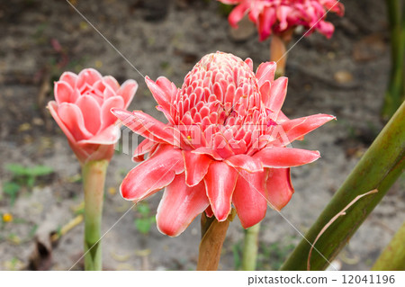 Etlingera Elatior Etlingera Elatior 12041196