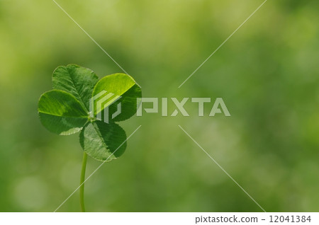 four Leaf Clover  12041384