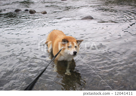 Dog swimming in the river 12041411