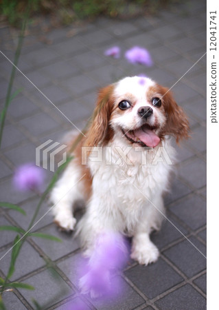 一條微笑的老狗和花 一條微笑的老狗和花 12041741