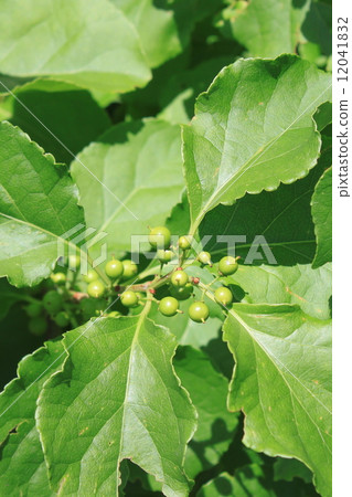 東方苦樂參半的果實 12041832