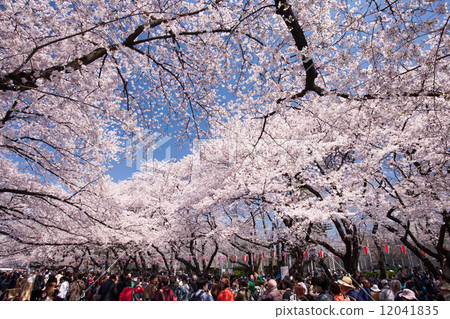 Cherry blossom viewing at Ueno Park Cherry blossom viewing at Ueno Park 12041835