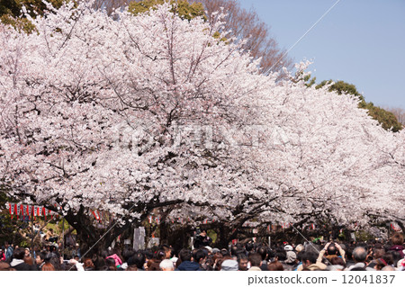 觀看在上野公園的櫻花 觀看在上野公園的櫻花 12041837