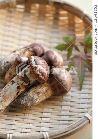 Matsutake Matsutake 12041852