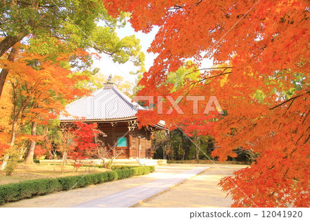 Ninna-ji(京都)庭院的秋葉 Ninna-ji(京都)庭院的秋葉 12041920