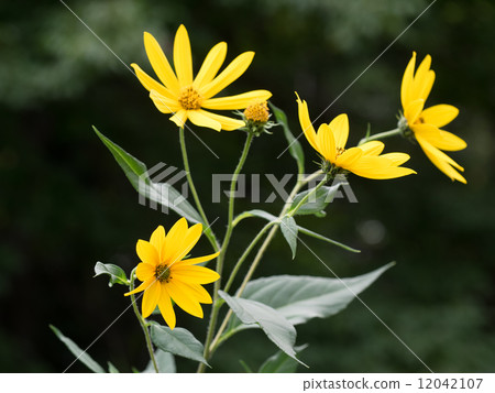 Jerusalem artillery shaking in the wind 12042107