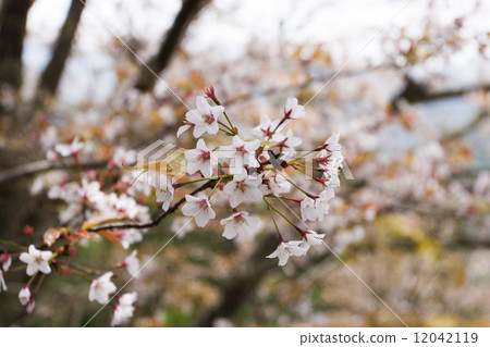 Cherry Blossoms	 12042119