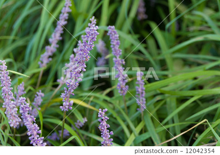 Yaburan Flower 12042354