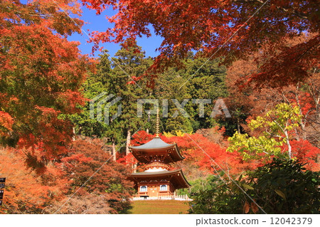 Autumn leaves of Shoyo-ji Temple (Mino, Osaka Prefecture) 12042379