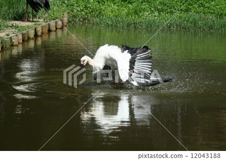 在鸛沐浴6 在鸛沐浴6 12043188