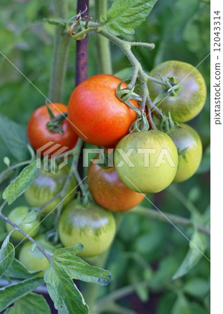Farm of tasty red tomatoes on the bushes Farm of tasty red tomatoes on the bushes 12043314