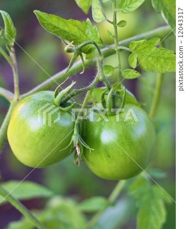 Farm of tasty green tomatoes on the bushes Farm of tasty green tomatoes on the bushes 12043317