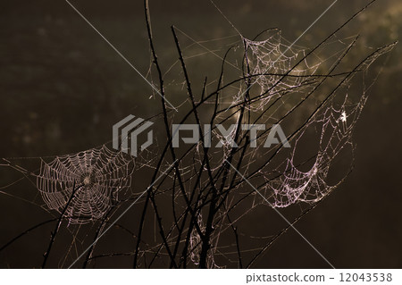 Spider net with water drops Spider net with water drops 12043538
