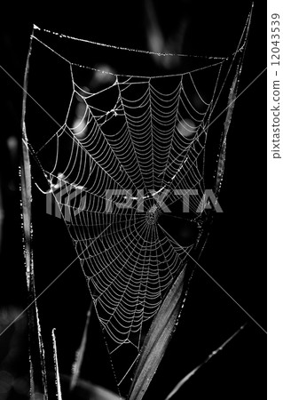 Spider net with water drops Spider net with water drops 12043539