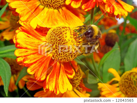 Macro - Bumblebee on a bright orange flower Helenium 12043565