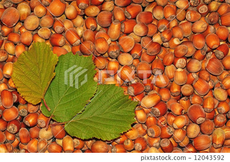 Hazelnuts close-up as background 12043592