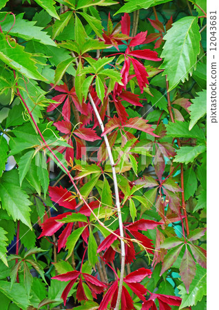 Parthenocissus quinquefolia closeup as background 12043681