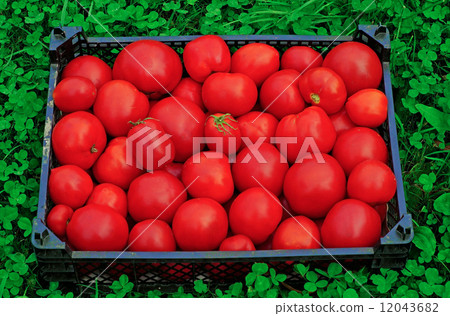 Box of ripe red tomatoes on a green grass 12043682