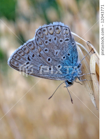 Butterfly blue lycaenidae at the ripe oats 12043771